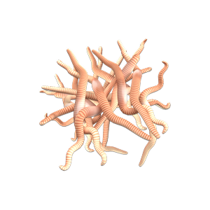 Vermiculture