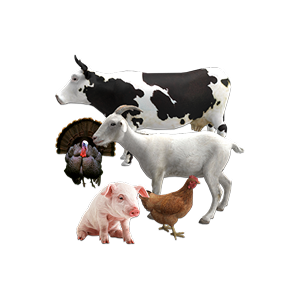 Livestock