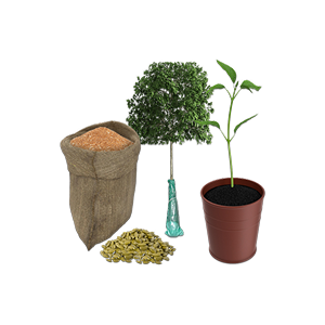 Seeds and seedlings