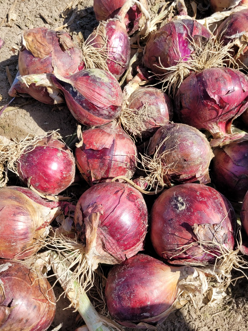 Cebollas