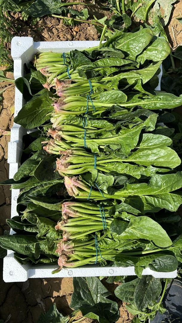 Espinacas