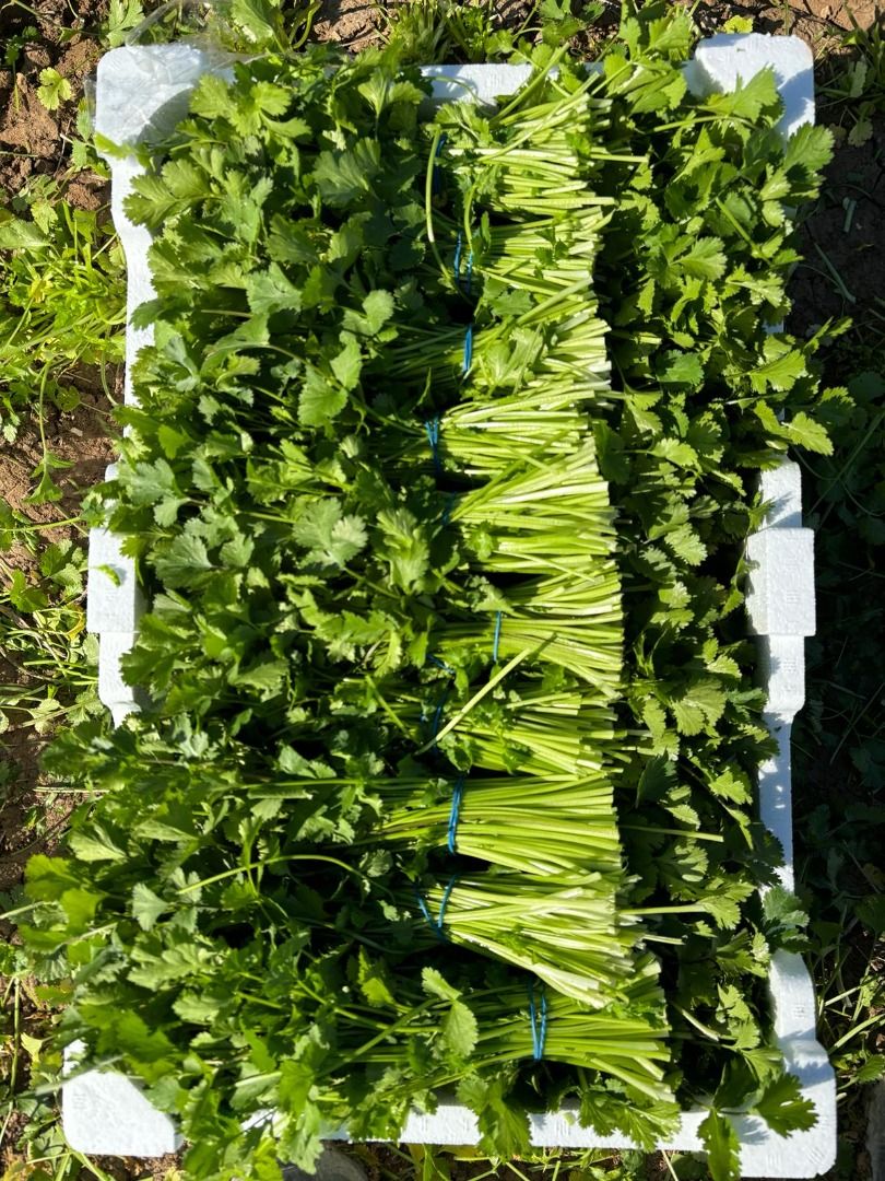 Cilantro