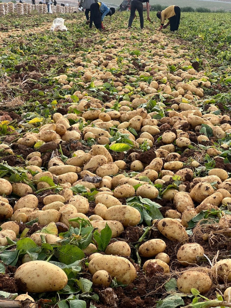 Patatas | Image 3