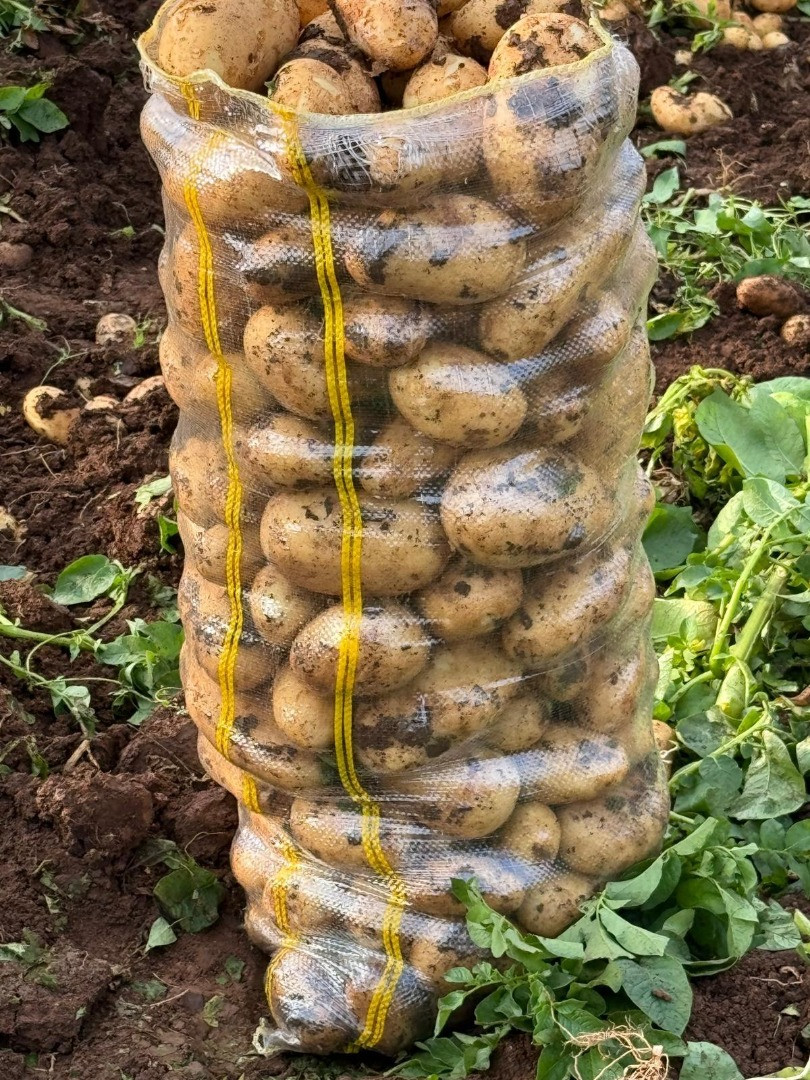 Patatas | Image 4