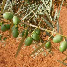 Aceite de oliva | Obrázek 4