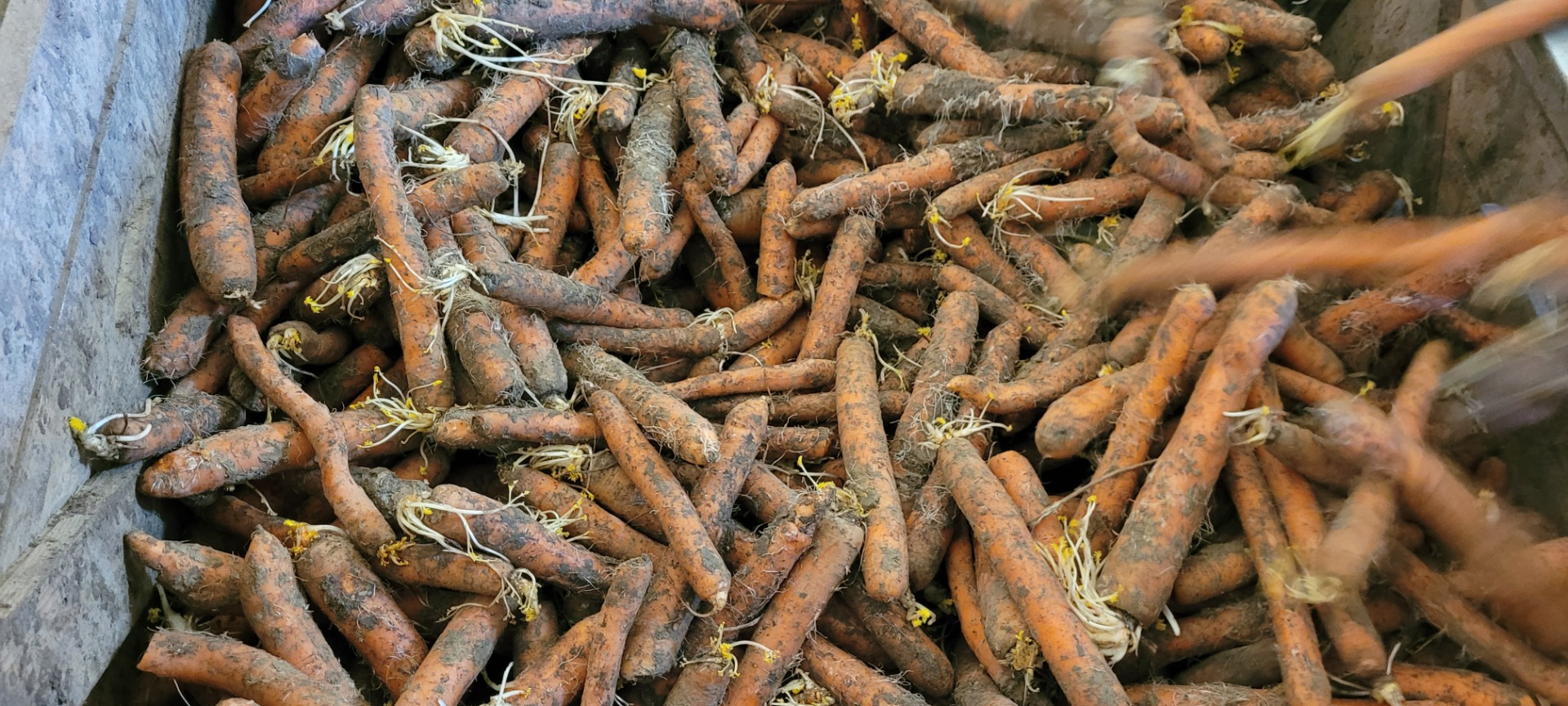 Zanahorias | Bild 2