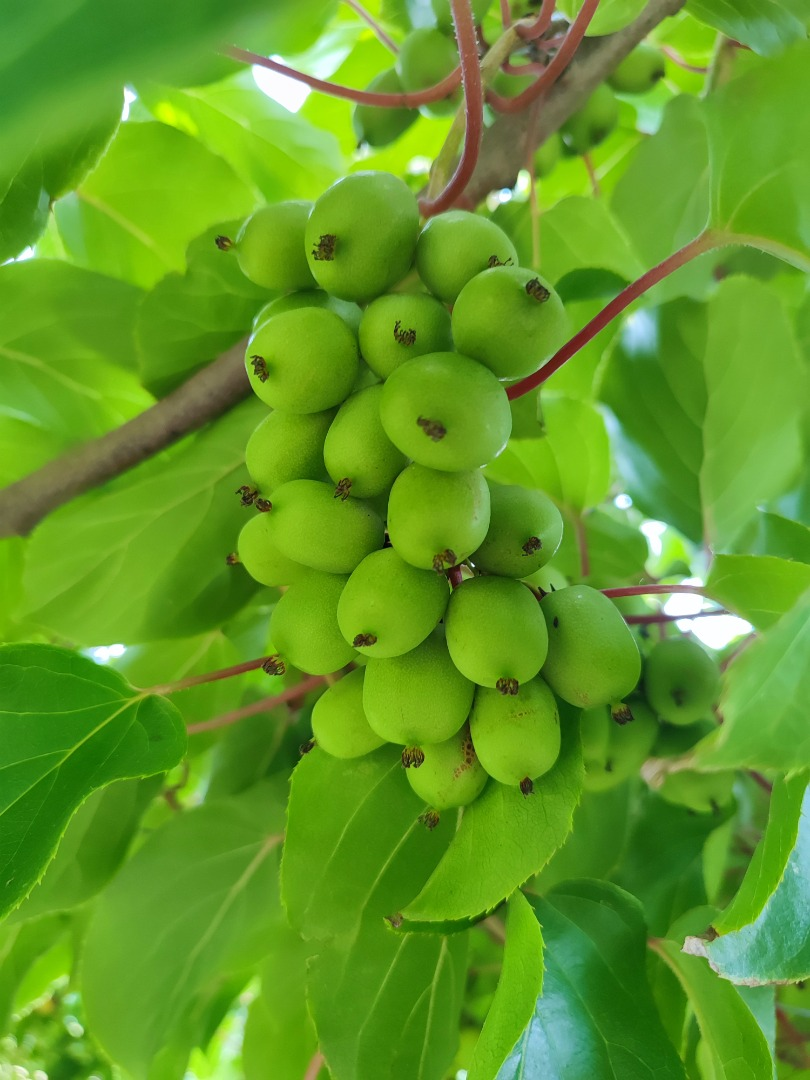 Kiwi | Image 1