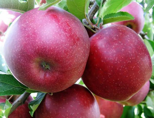 Manzanas Red Prince | Immagine 1