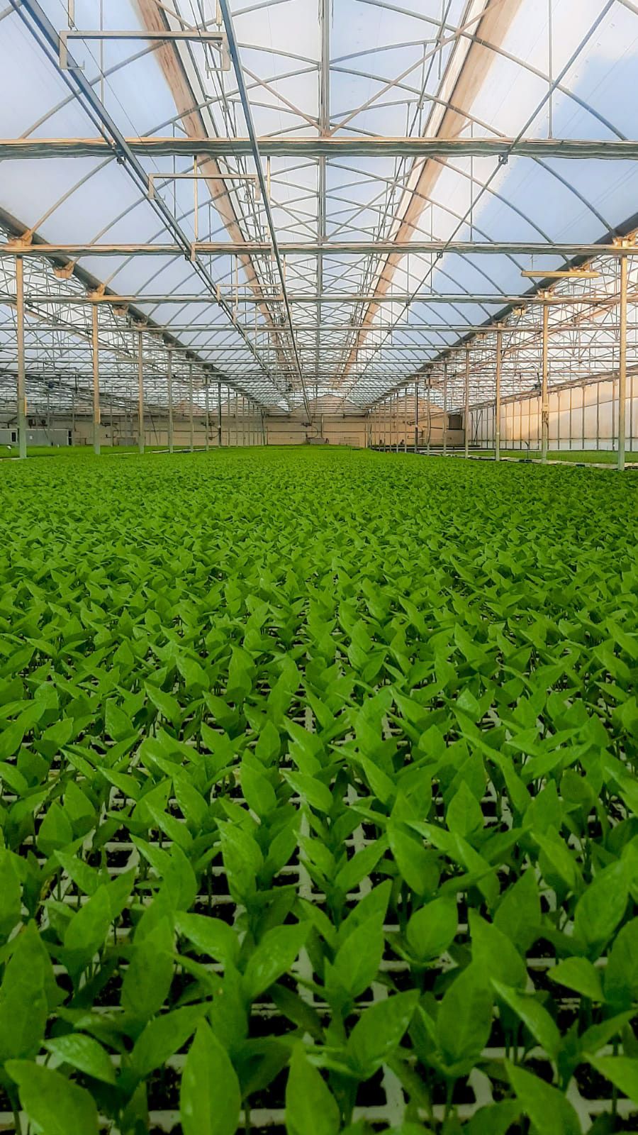 Semilleros Cristalplant | Image 2