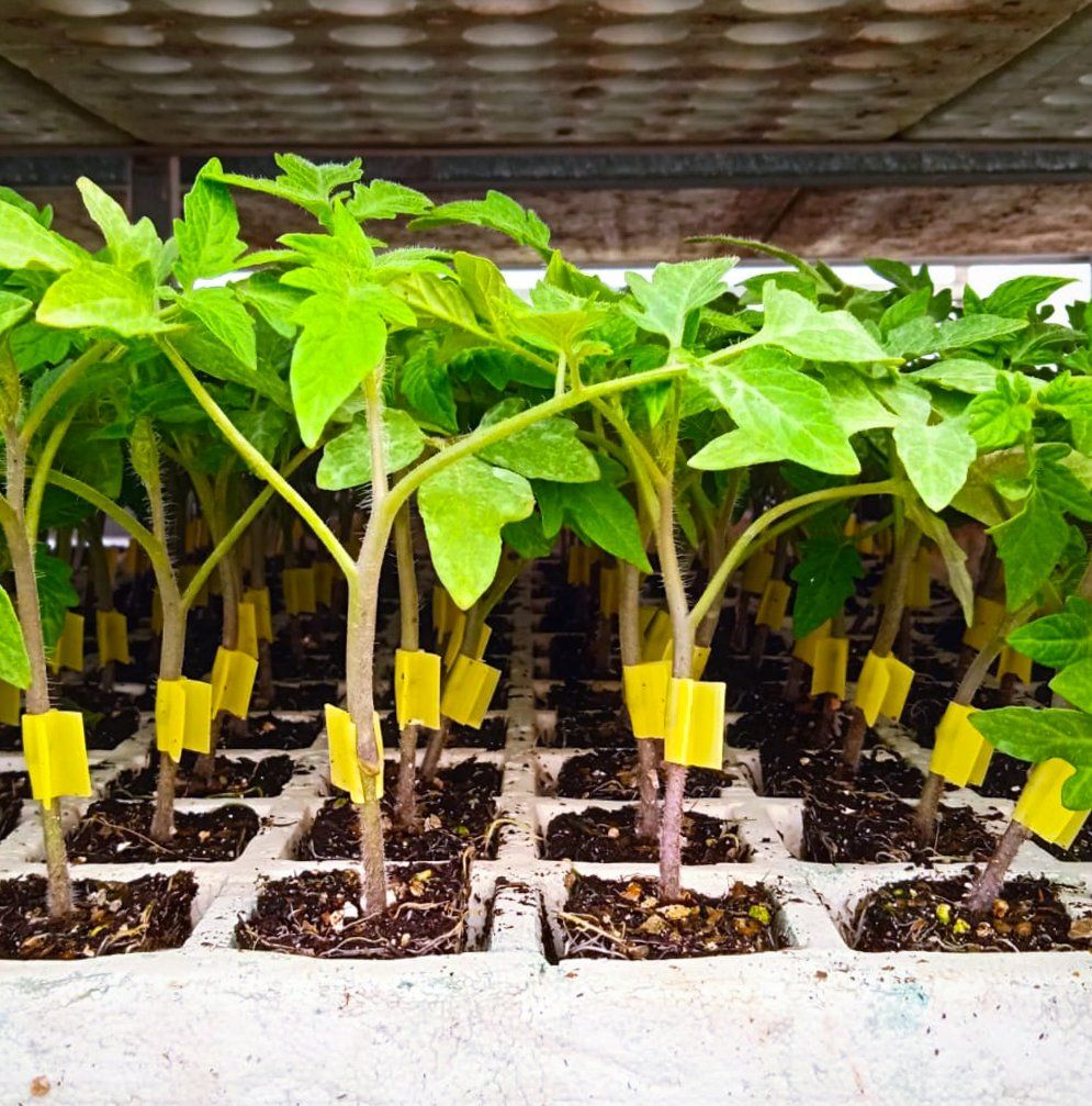 Semilleros Cristalplant | Image 1