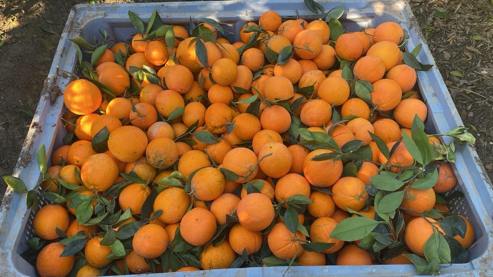 naranja navel | Obrázek 1