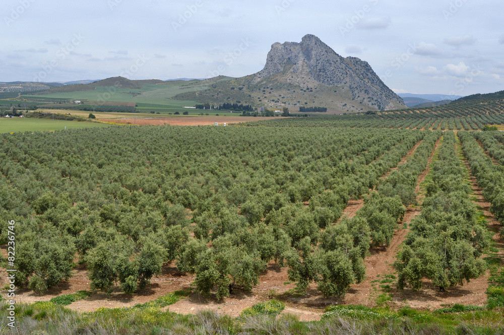 Aceite de oliva | Obrázek 2