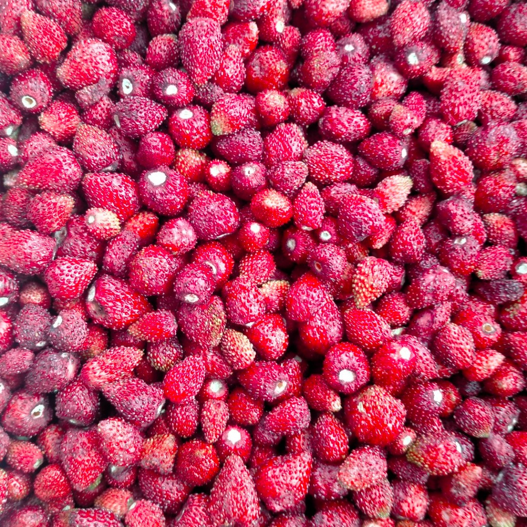 Fresas silvestres | Immagine 1