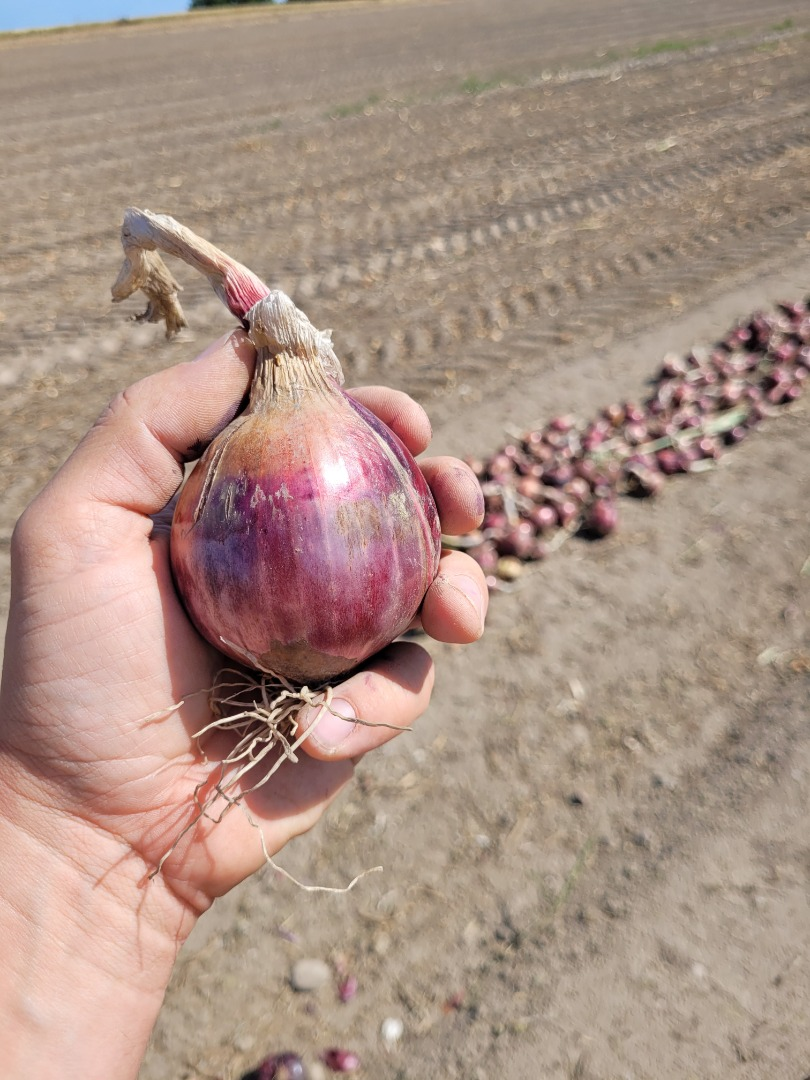 Cebollas | Image 2
