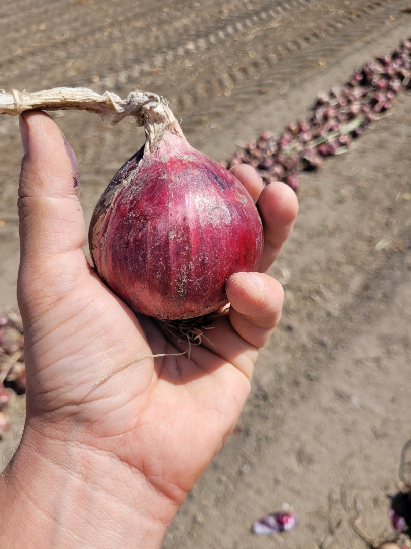 Cebollas | Image 3