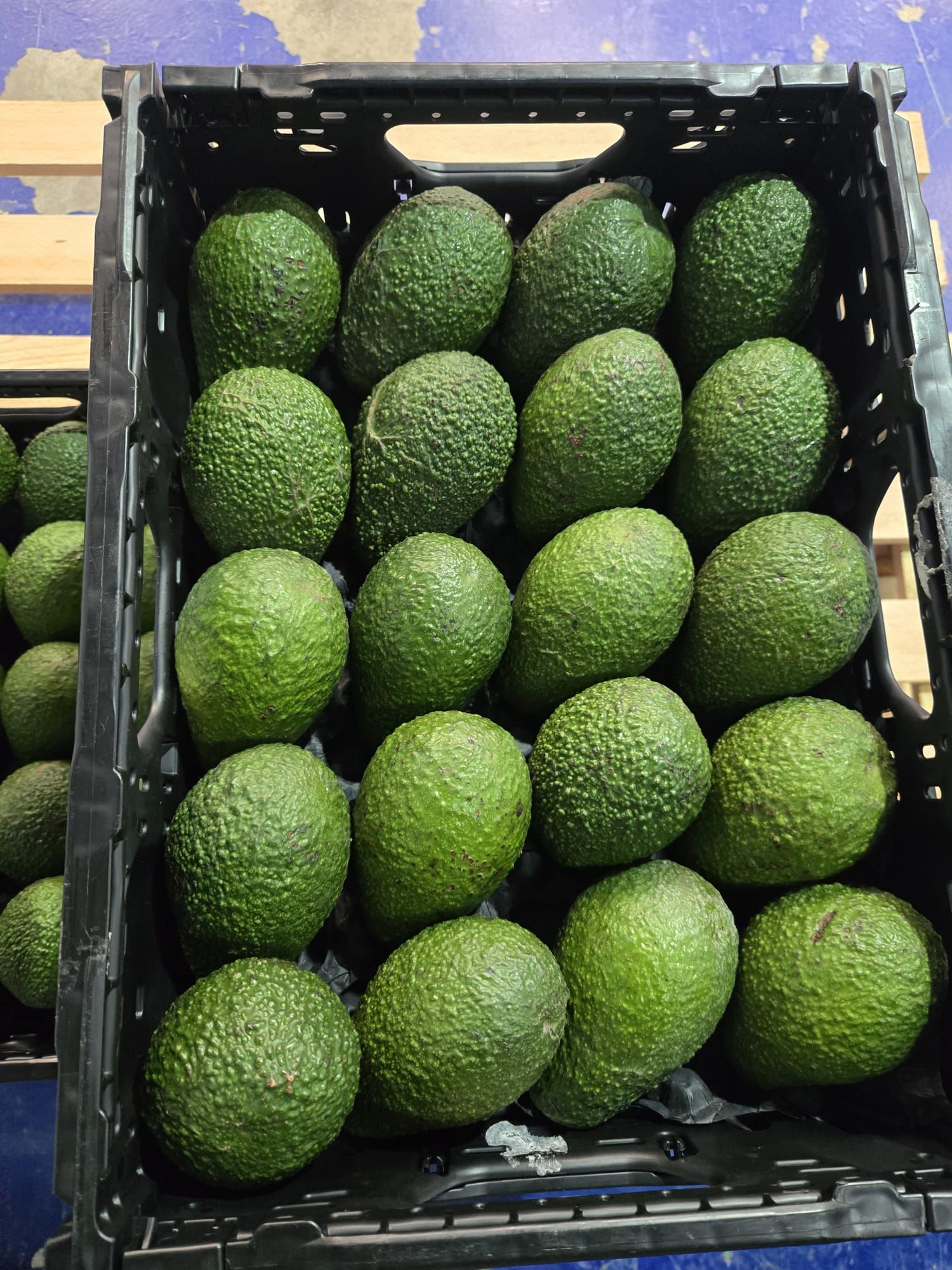 aguacate | Image 1