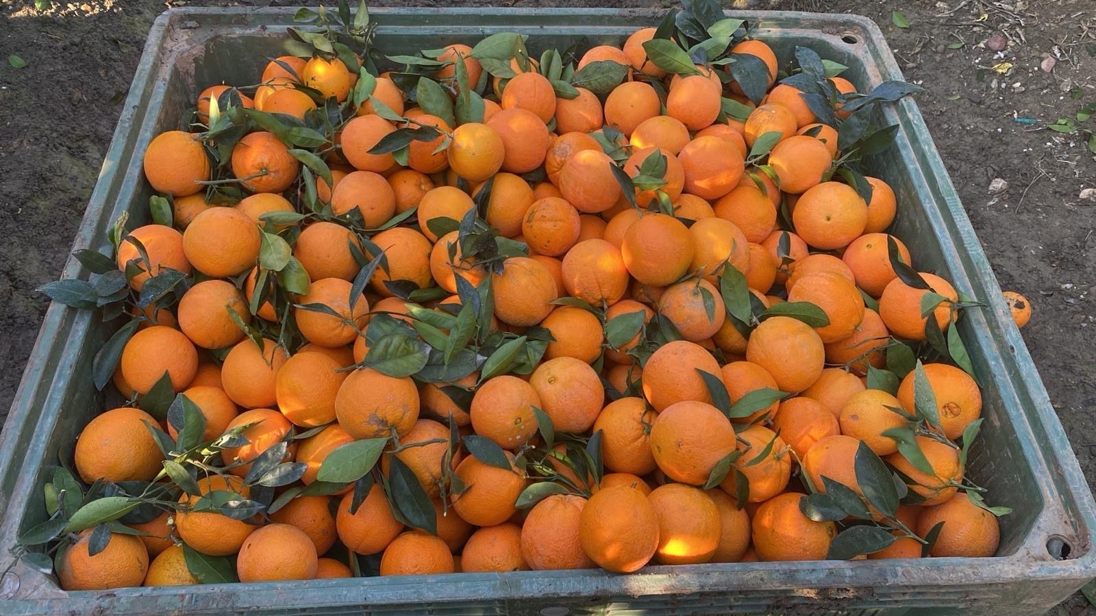 naranja navel | Obrázek 2
