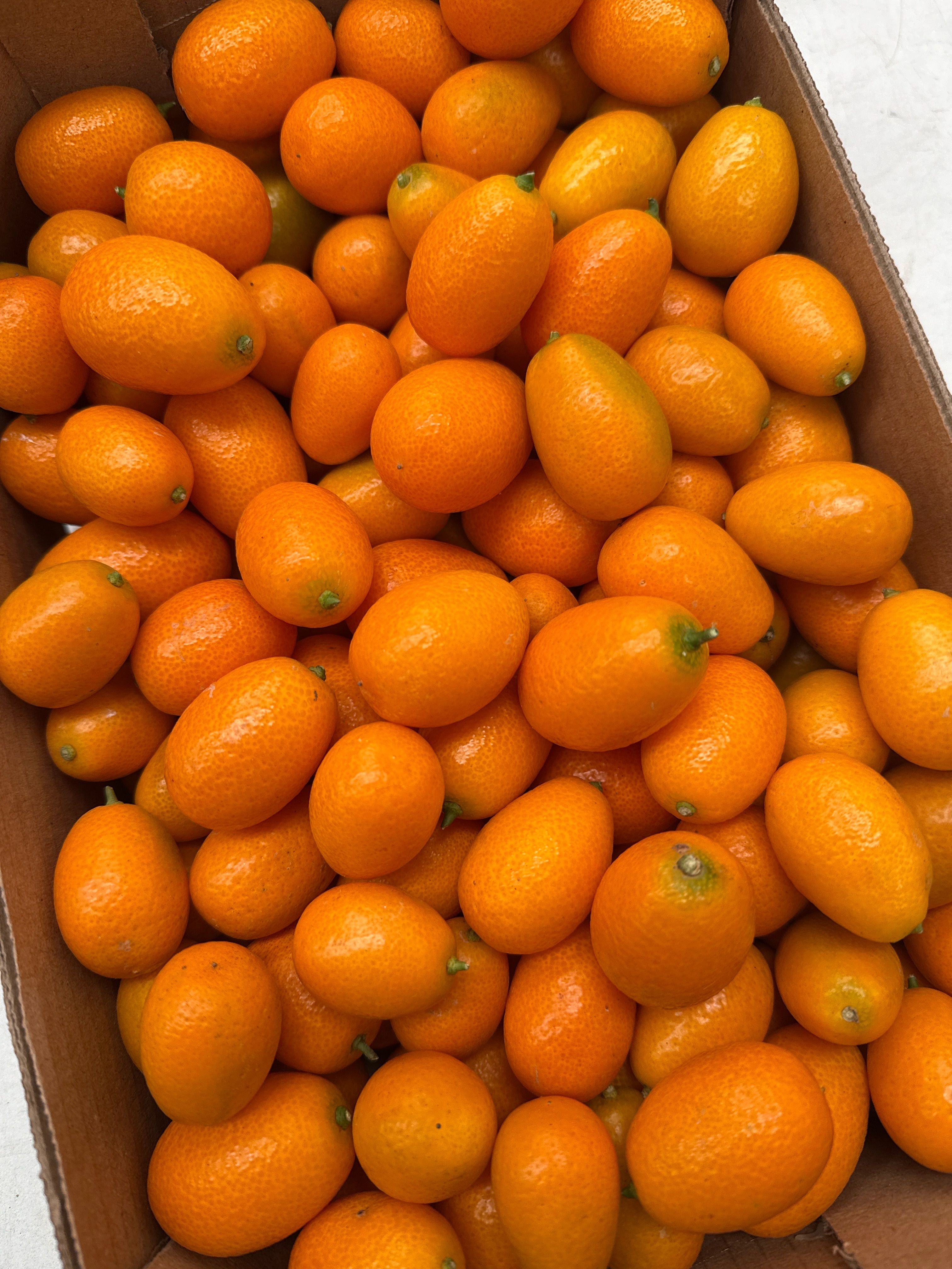 KUMQUAT | Изображение 1